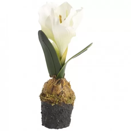 Winter Bakery Bulbi amaryllis bianco - Villeroy & Boch