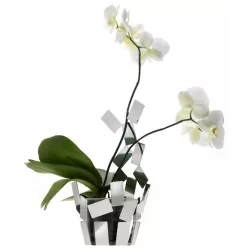 La Stanza dello Scirocco, Coprivasi