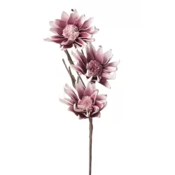 Magnolia Liliiflora Cm. 103 h. - L'oca Nera