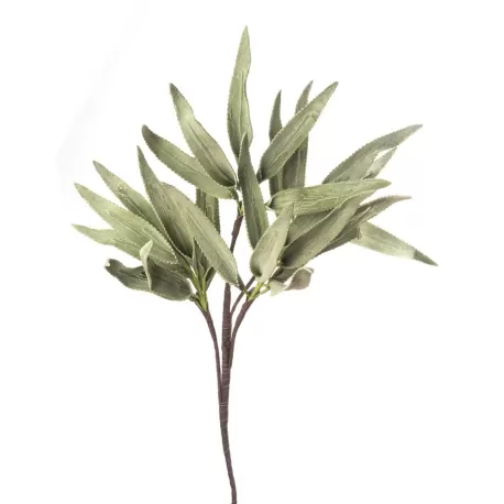 Felce di Giava Cm. 100 h. - L'oca Nera