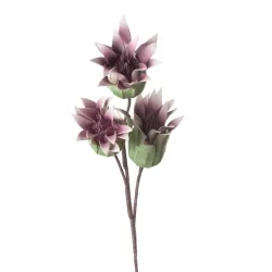 Protea Sharon Cm. 88 h. - L'oca Nera