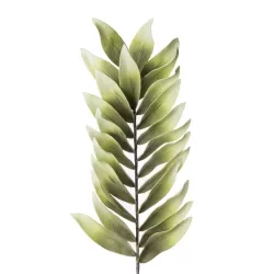 Zamia Cm. 120 h. - L'oca Nera