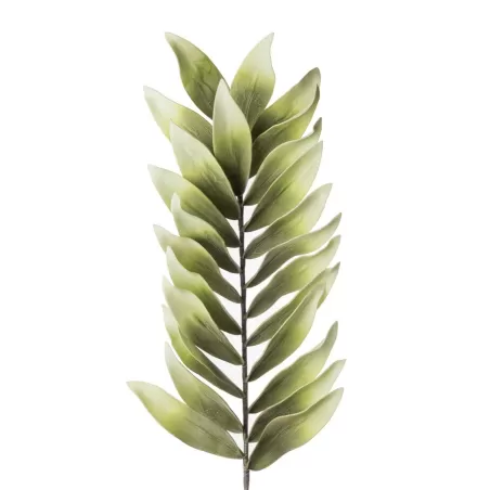 Zamia Cm. 120 h. - L'oca Nera