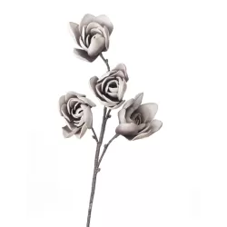 Magnolia Soulangeana Cm. 82 h. - L'oca Nera