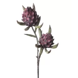 Protea Prince Cm. 100 h. - L'oca Nera