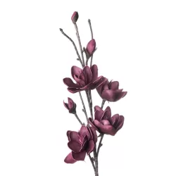 Magnolia Genie Cm. 105 h. - L'oca Nera