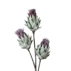 Cardo Cm. 100h. - L'oca Nera