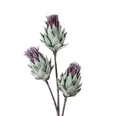 Cardo Cm. 100h. - L'oca Nera