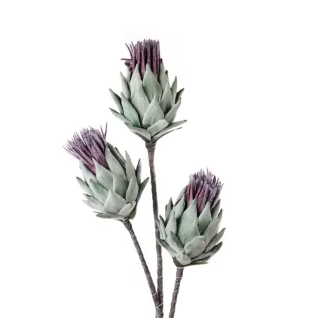 Cardo Cm. 100h. - L'oca Nera