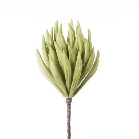 Echeveria Cm. 85 h. - L'oca Nera