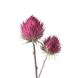 Protea Cm. 75 h. - L'oca Nera