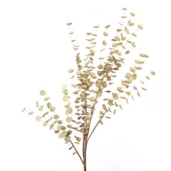 Eucalipto verde Cm. 105 h. - L'oca Nera