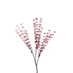 Eucalipto rosa Cm. 85 h. - L'oca Nera