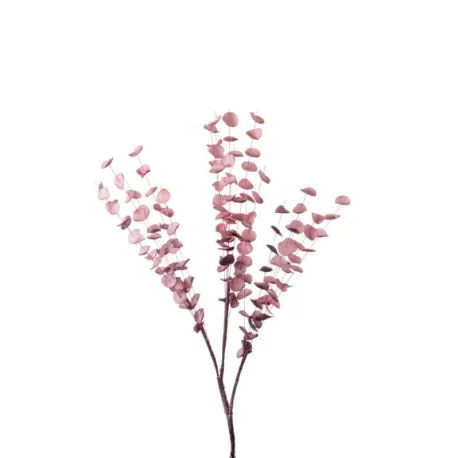 Eucalipto rosa Cm. 85 h. - L'oca Nera