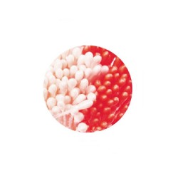 Pistilli per fiori bianco perla e rosso Pezzi 288 - Decora