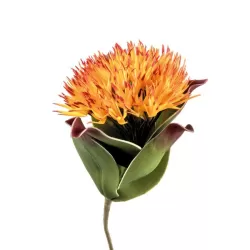 Vriesea - L'oca Nera