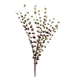 Eucalipto Pruno - L'oca Nera