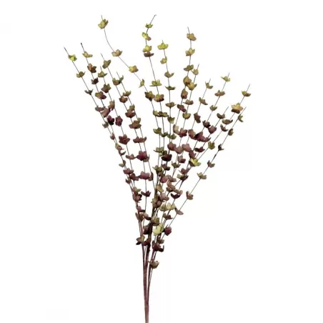 Eucalipto Pruno - L'oca Nera