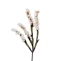 Sinforicarpo - L'oca Nera