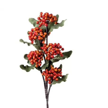 Piracanta Arancio - L'oca Nera