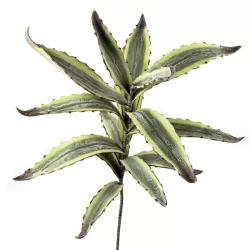 Agave - L'oca Nera