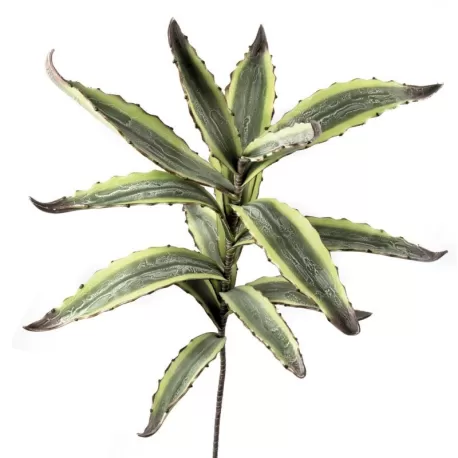 Agave - L'oca Nera