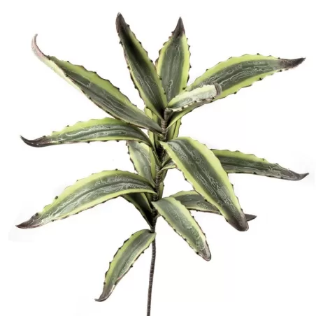 Agave - L'oca Nera