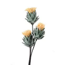 Cardo Giallo - L'oca Nera