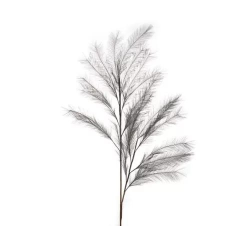 Pampas Grigio - L'oca Nera