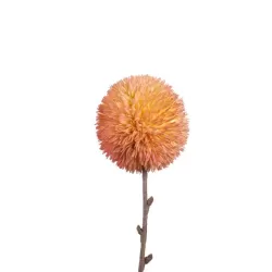 Allium Rosa - L'oca Nera