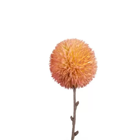 Allium Rosa - L'oca Nera