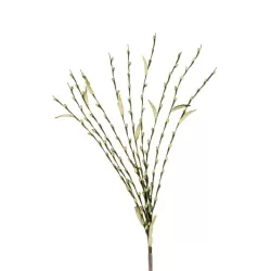 Salix Verde - L'oca Nera