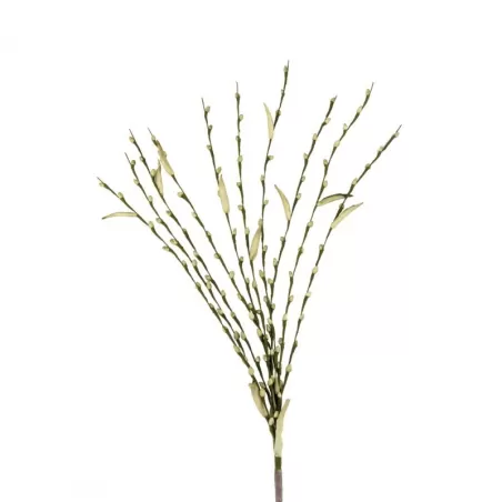 Salix Verde - L'oca Nera