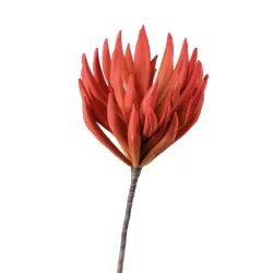 Echeveria Arancio - L'oca Nera