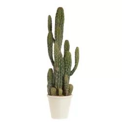 Cactus - L'oca Nera