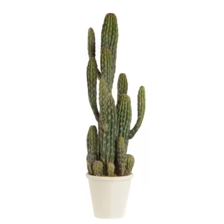 Cactus - L'oca Nera