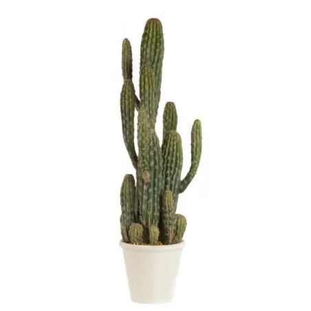 Cactus - L'oca Nera