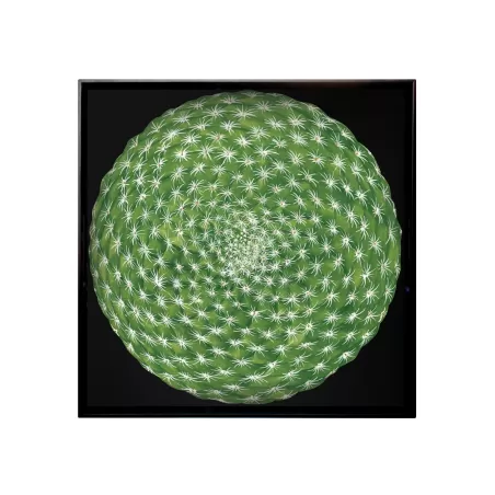 Cactus, Vassoio quadrato - Taitu