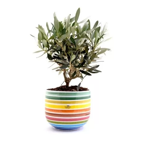 Bonsai Olivo - Arcobaleno - Frantoio Muraglia
