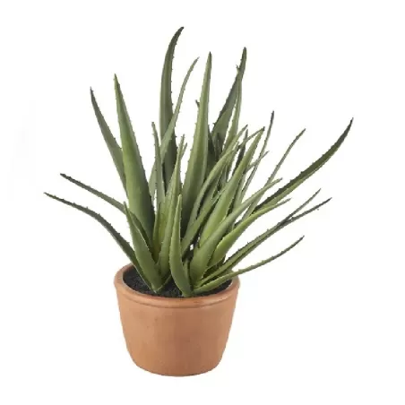 Aloe grande Cm. 17x50 h. - L'oca Nera