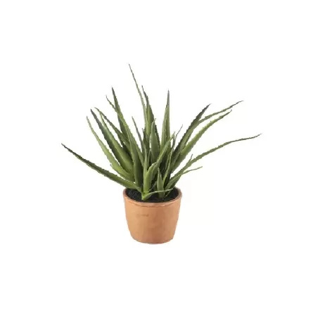 Aloe piccola Cm. 14x38 h. - L'oca Nera