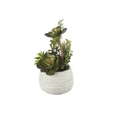 Composizione piante grasse piccola Cm. 13x25 h. - L'oca Nera