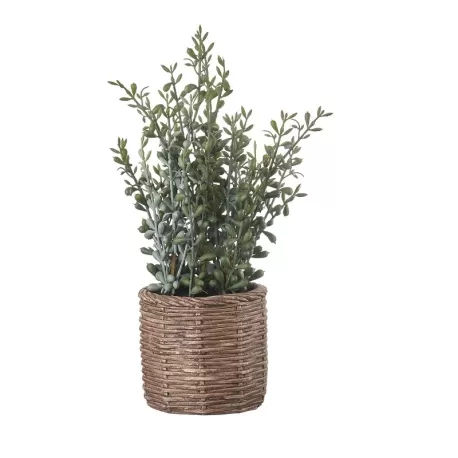Sedum grande Cm. 13x36 h. - L'oca Nera