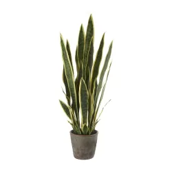 Sanseveria grande Cm. 17,5x86 h. - L'oca Nera