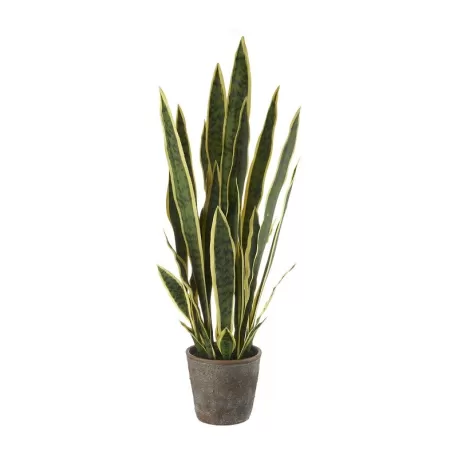Sanseveria grande Cm. 17,5x86 h. - L'oca Nera