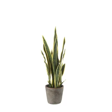 Sanseveria piccola Cm. 17,5x68 h. - L'oca Nera