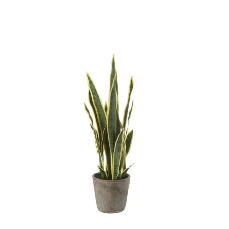 Sanseveria piccola Cm. 17,5x68 h. - L'oca Nera