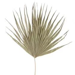 Palma Cm. 80 h. - L'oca Nera