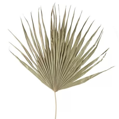 Palma Cm. 80 h. - L'oca Nera