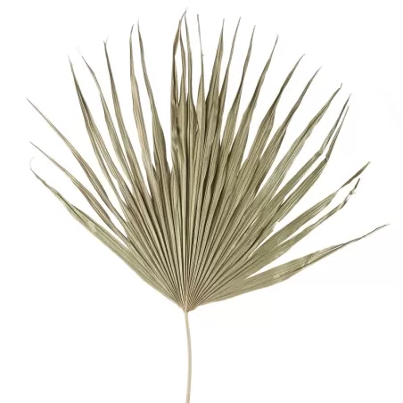 Palma Cm. 80 h. - L'oca Nera